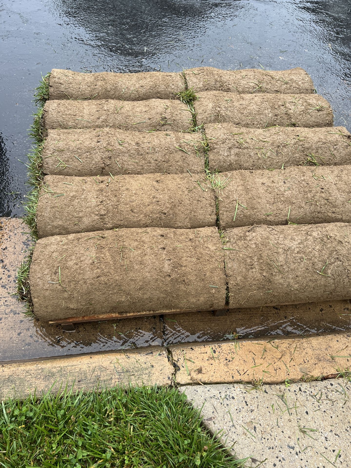 tall fescue