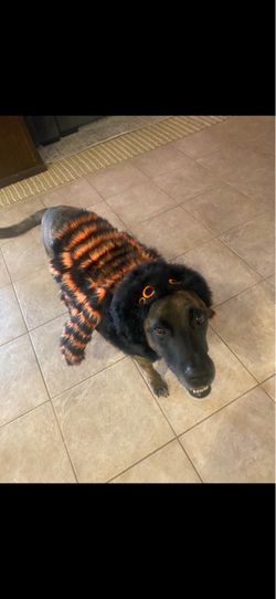 Dog Halloween Costume