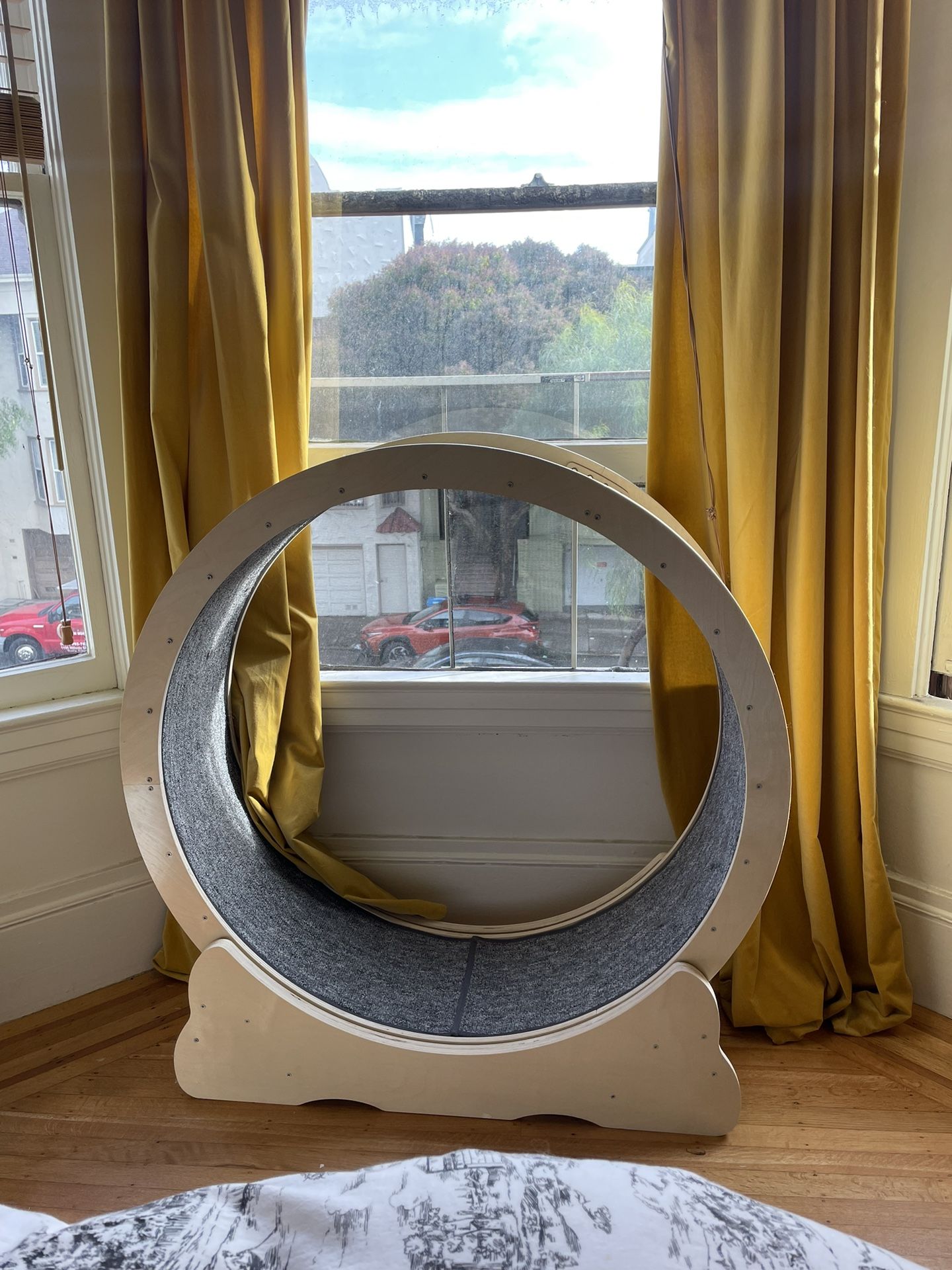 Less Than 2 Mo Old Large Cat Wheel
