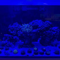 Fake Large, Green Birds Nest Coral