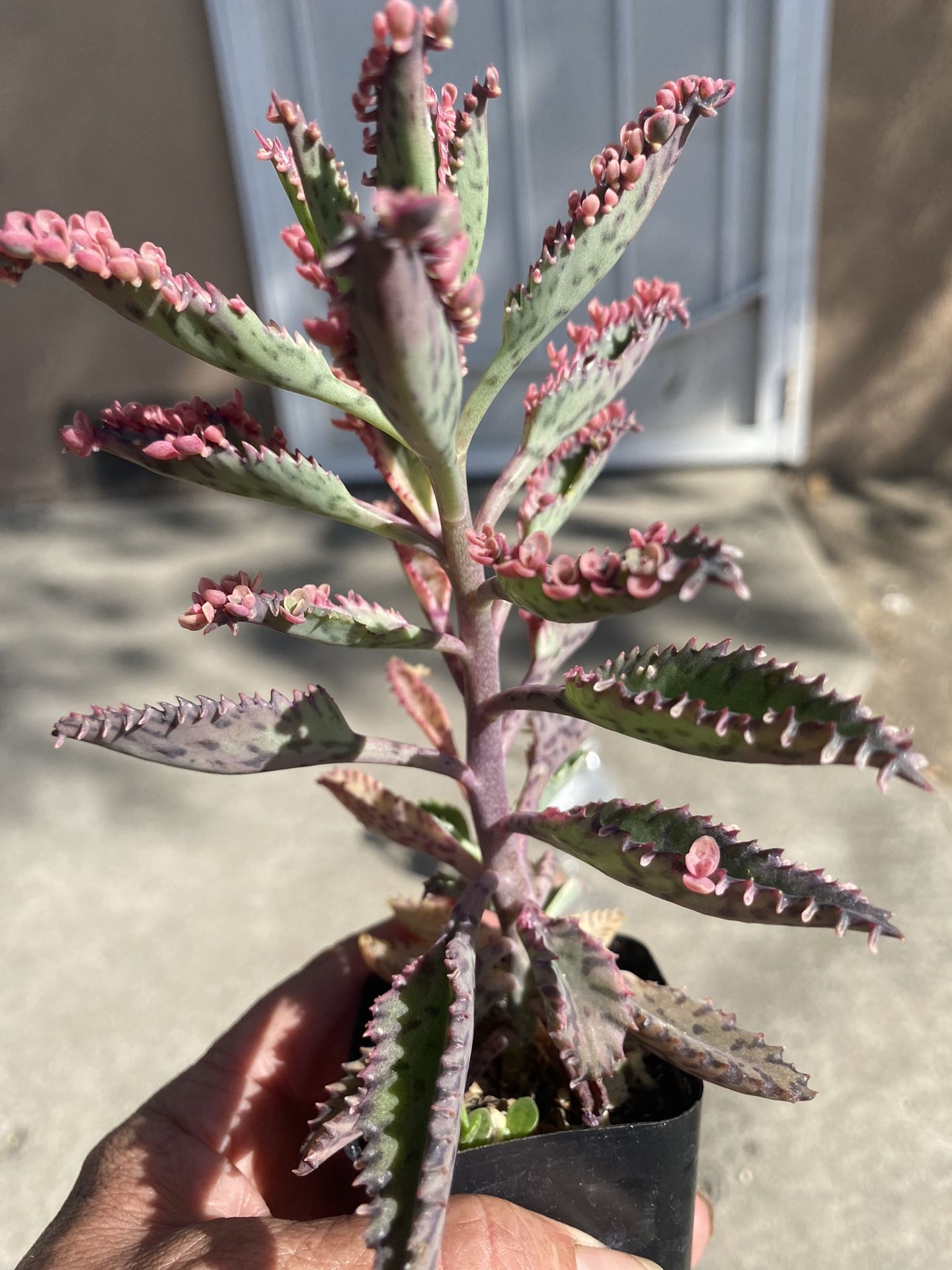 Succulent (pink)
