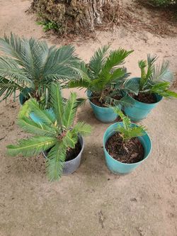 Sago Palms for Sale
