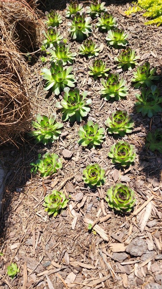 Succulents