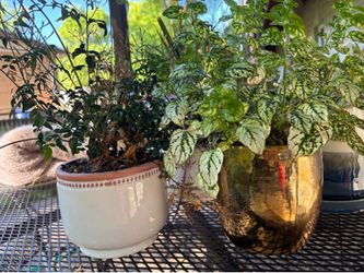 House plants and pots!