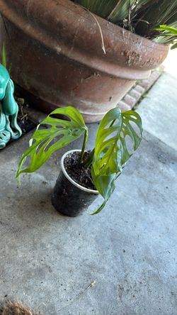 mini monstera adansonii