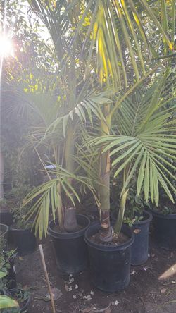 King palm