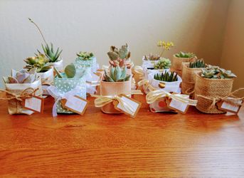 Succulent Party Favors #2 
