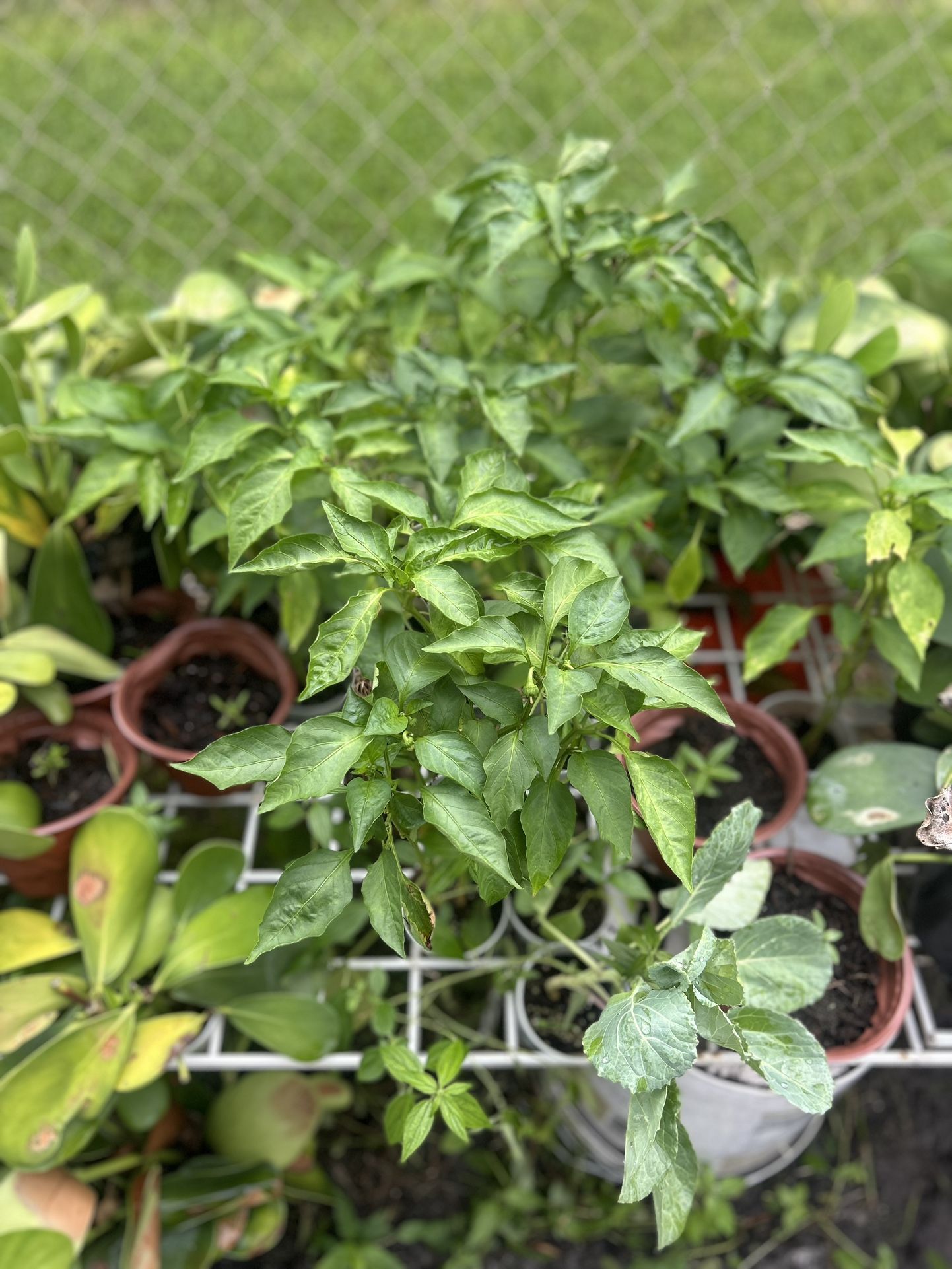Assorted Veggie Plants From My Garden