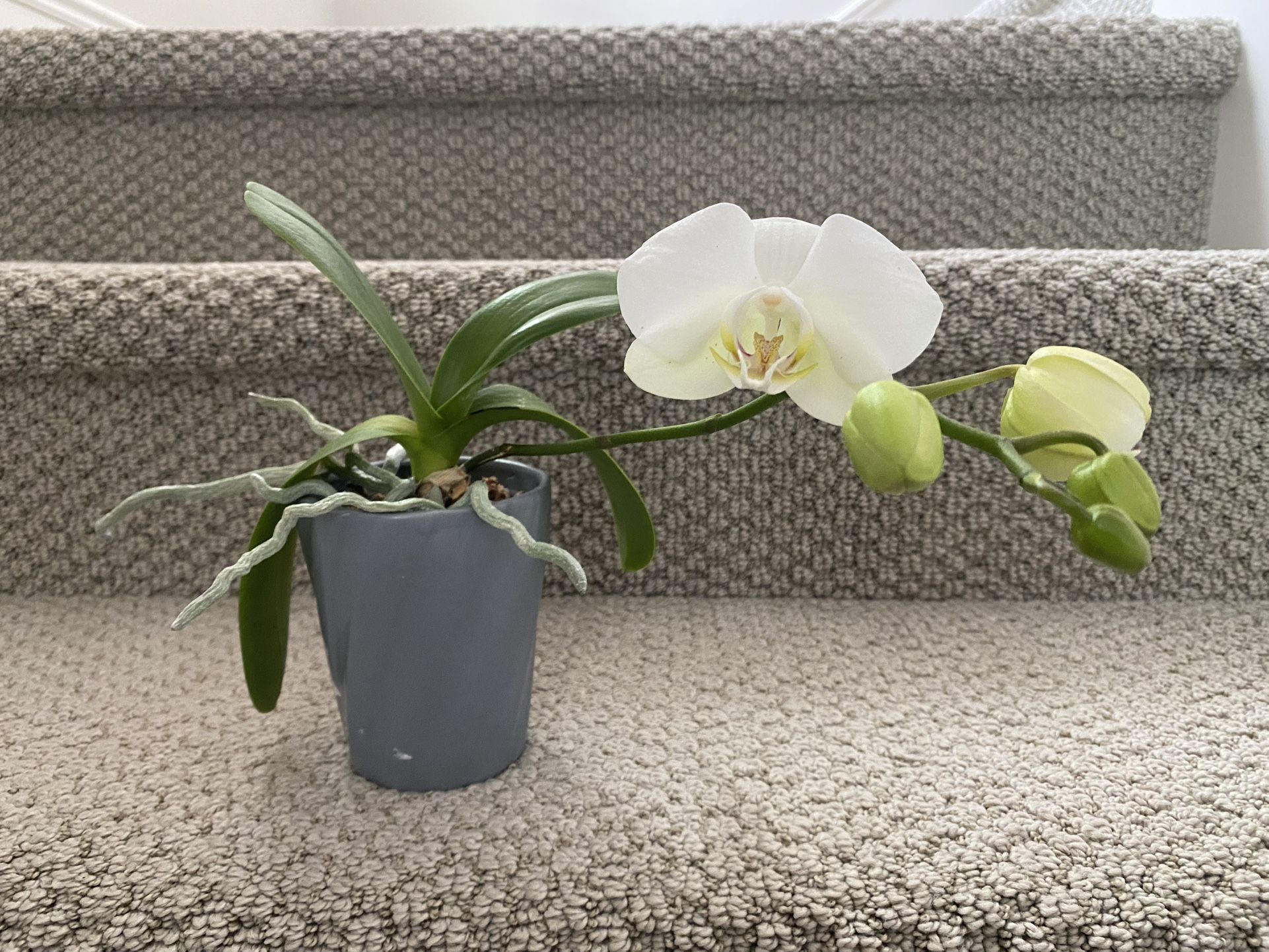 Orchid with white flowers in ceramic pot