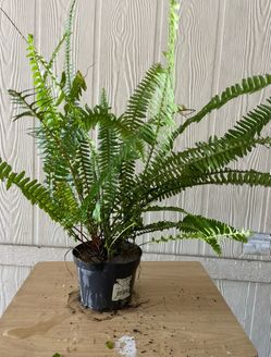 Planta natural $$10