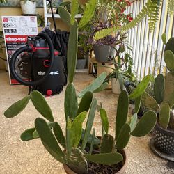 Large cactus