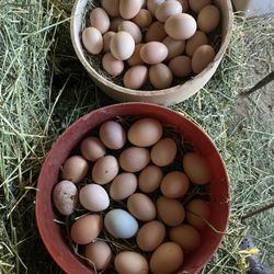 Rancho Eggs For Sale