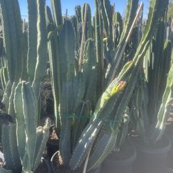 Apple Peruvian And Monstrouso 15gallon 