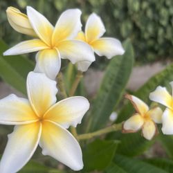 plumeria