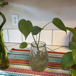 Baby Monstera Plant 