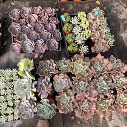 Succulents 
