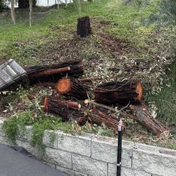 Free Wood