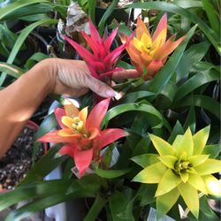 Flowers Bromeliad