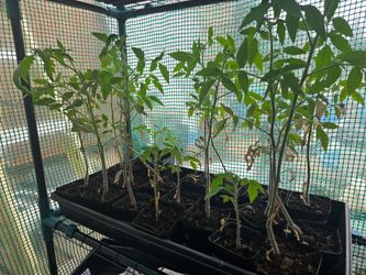 $4 Heirloom Tomato Starts