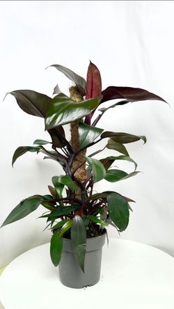 Rare Philodendron New Red plant/ Indoor Plant/ House Plant flower patio garden