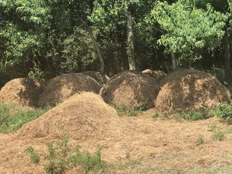 Hay