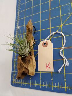 Small Air Plant on Driftwood with Hanging Hook