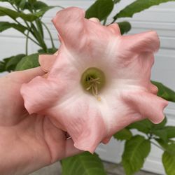 Ángel Trumpet Double Flowers Plant,  Outdoor Sun Or Shade Plant Blooms Many Times Of The Year  In 5 Gallons Pot Pick Up Only