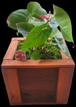 Planters And Plants For Sale !*!*!