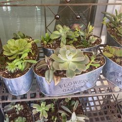 Succulent Tins
