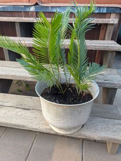 Healthy Sego Palms