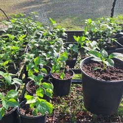🔥 HOT PEPPER PLANTS 🔥 