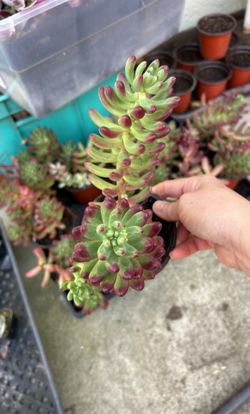 Succulent Plants 4” Pot