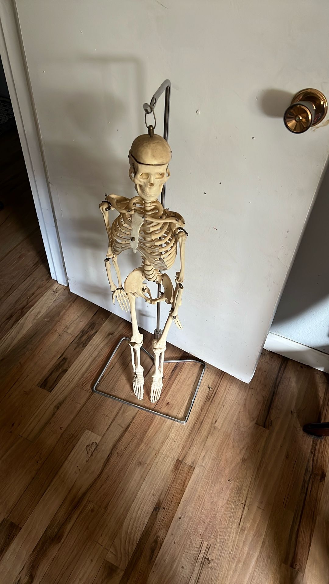 Mini Skeleton Model