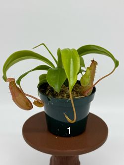 Nepenthes alata – 3” Pots Available!