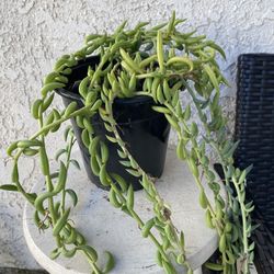 1.5 Gallon Pot Succulent Plant - Senecio Radicans Hybrid - String of Fish Hooks - Trailing - Drought Resistant - Established Plant - Extra Long🪴 