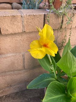 Yellow Canna Lily Plant, Very Full 1 Gallon