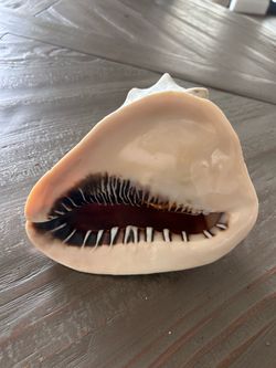 Queen Helmet Sea Shell