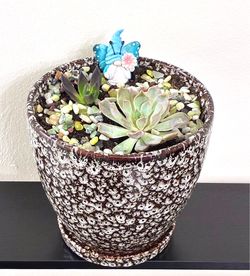 Succulent For Sale🪴Potted In New Ceramic Planter 🪴