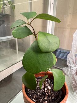 Ficus Triangularis