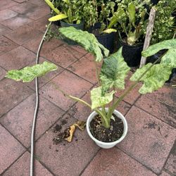 Variegated Alocasia