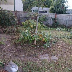 I don't know what kind of tree it is but just come over here and dig it out and take it for free