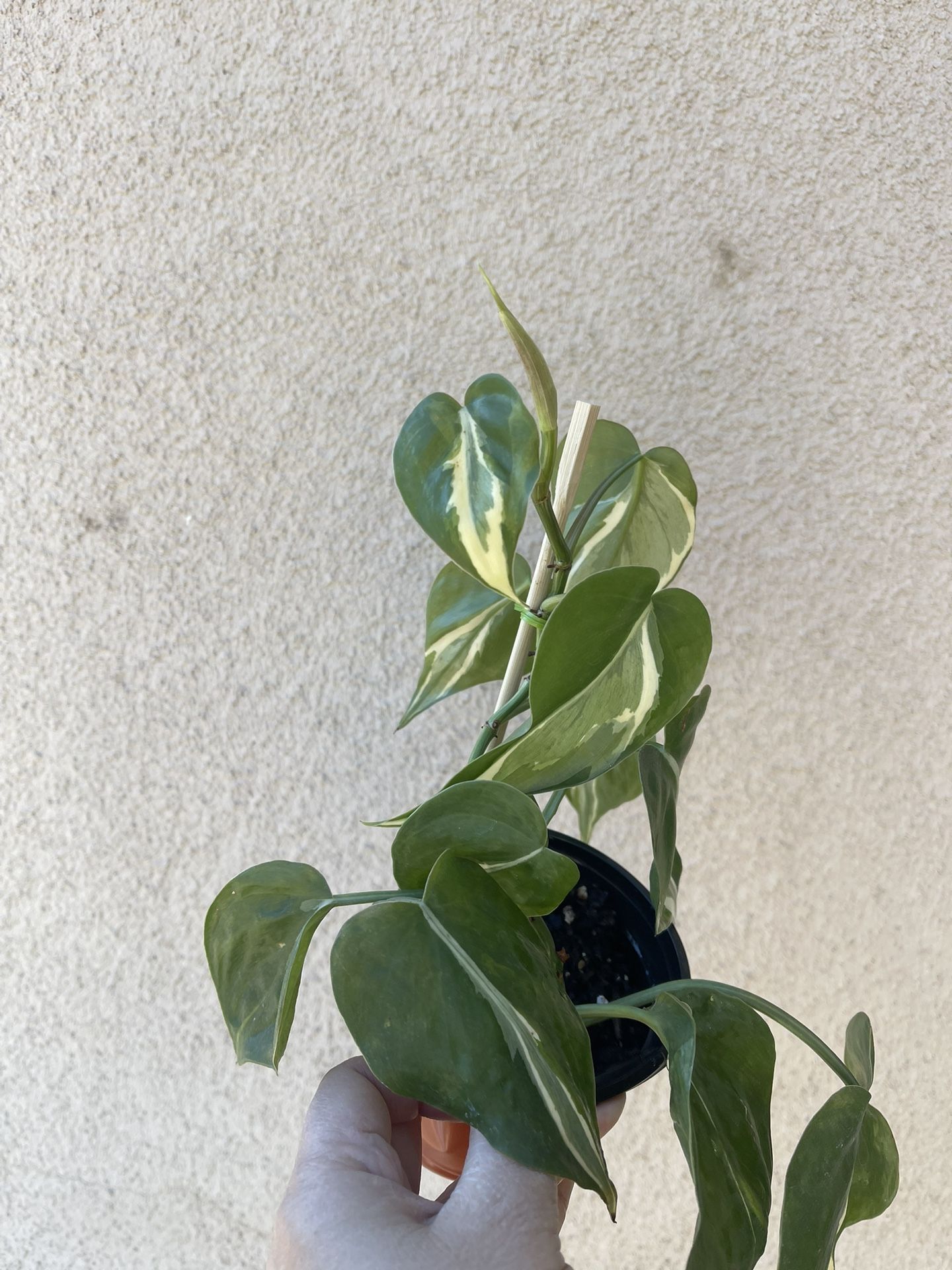 Philodendron Rio Plant
