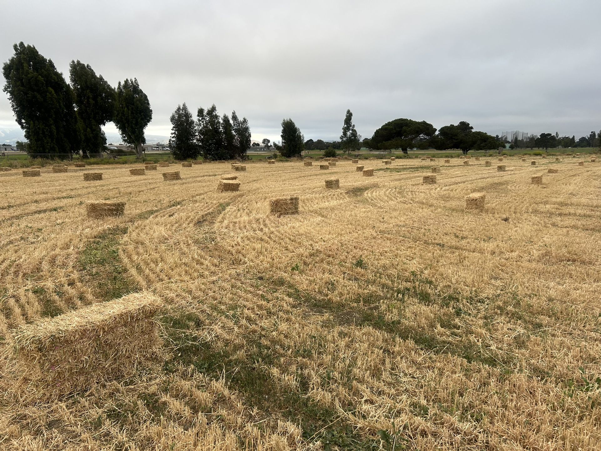🌾 Premium Organic Hay – Grown by Hartnell College Interns.
