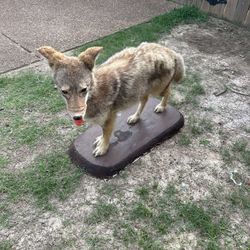 Stuffed Fox 