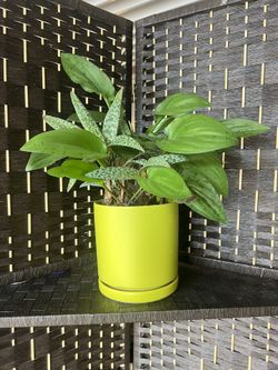 Leopard Lily Mix (3 Variants) In A Stylish Pot