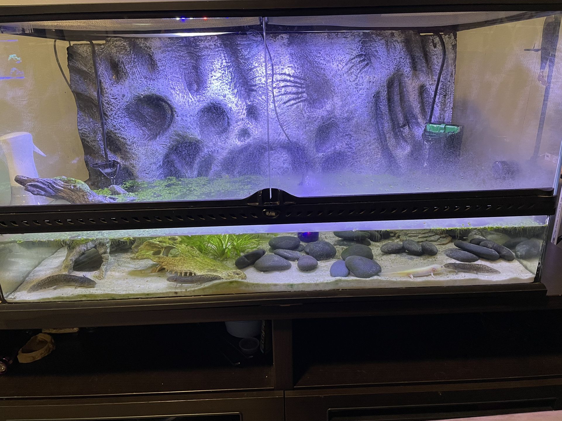 My Axolotl Tank Set Up Axolotl Tank, Axolotl, Pets, 49% OFF