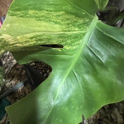 Monstera Aurea Plant One Leaf Cutting Rooted