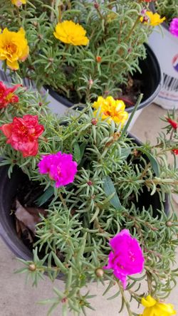 Plant for sale