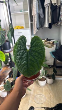 Anthurium Luxurians Dark Form