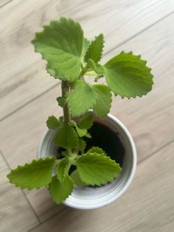 Karpooravalli/Indian borage plant